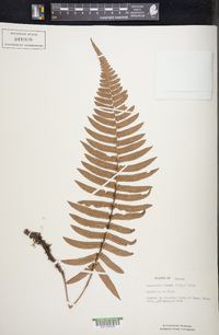 Dryopteris atrata image