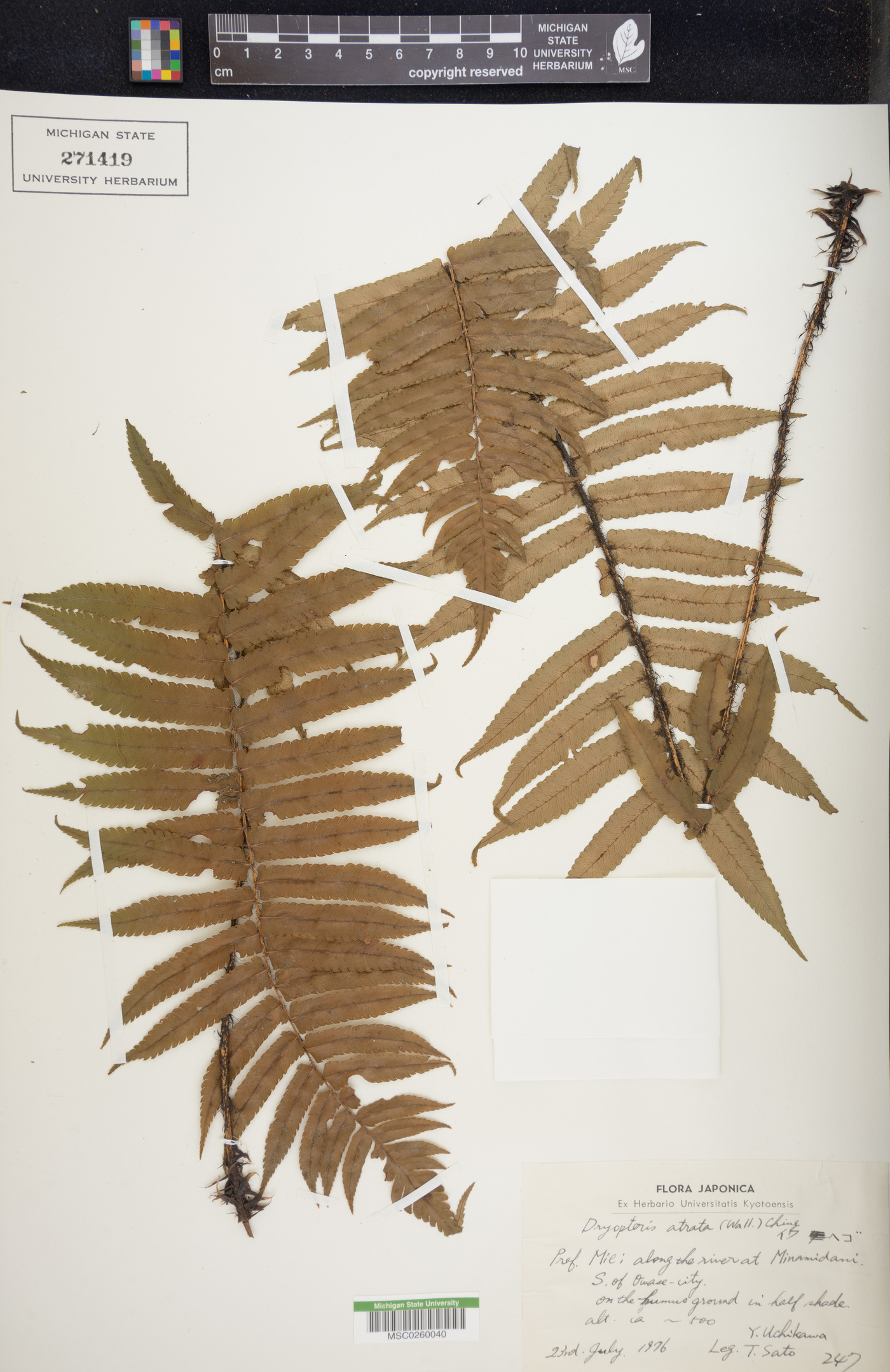 Dryopteris atrata image