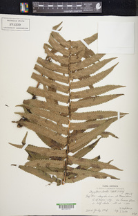 Dryopteris atrata image