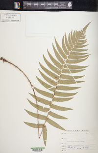 Dryopteris atrata image