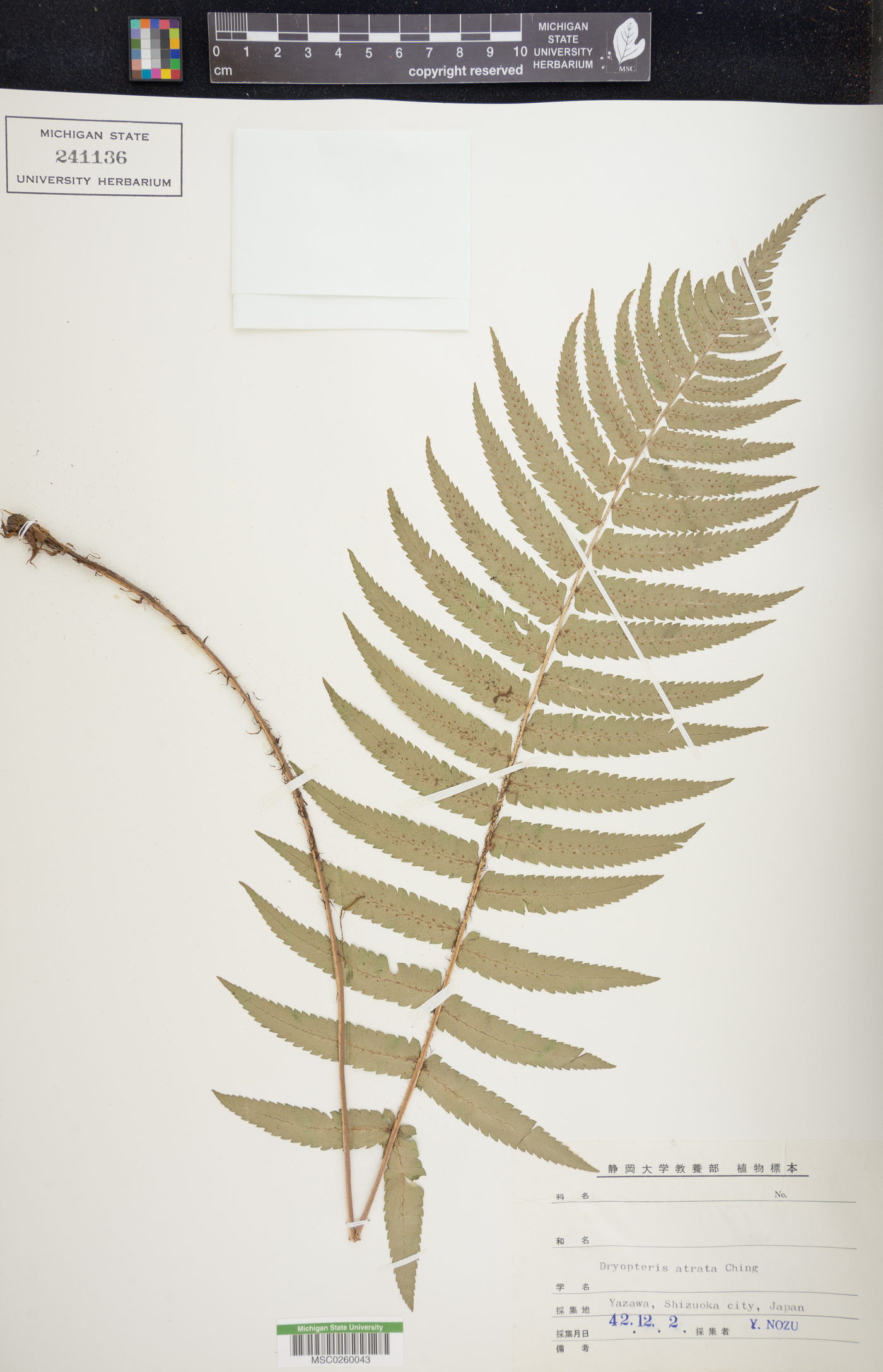 Dryopteris atrata image