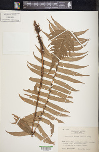 Dryopteris atrata image