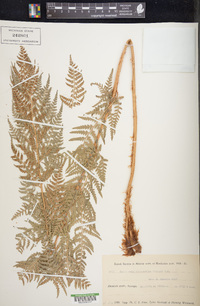 Dryopteris athamantica image