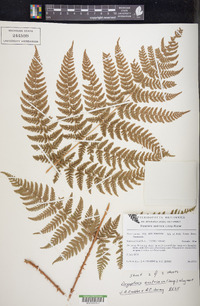 Dryopteris campyloptera image