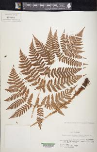 Dryopteris campyloptera image