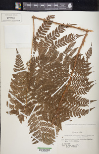 Dryopteris campyloptera image