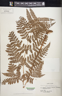 Dryopteris campyloptera image