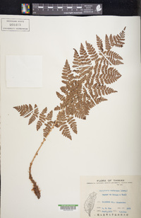 Dryopteris campyloptera image