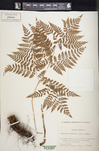 Dryopteris campyloptera image