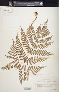 Dryopteris campyloptera image