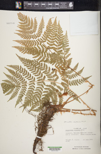 Dryopteris campyloptera image