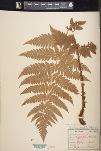 Dryopteris campyloptera image