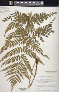 Dryopteris campyloptera image