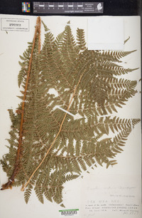 Dryopteris campyloptera image