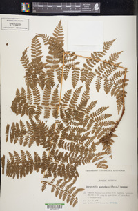 Dryopteris campyloptera image