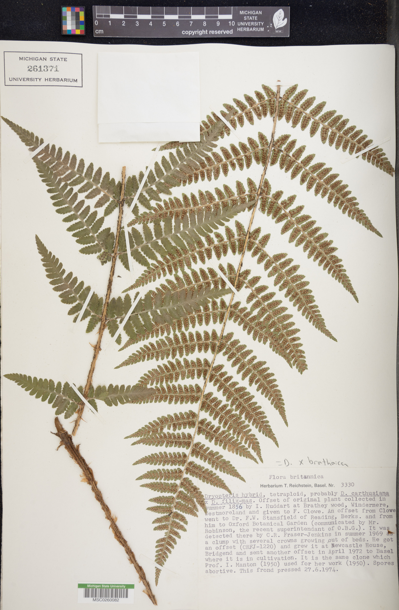 Dryopteris x brathaica image