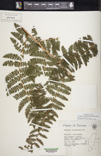 Christella cyatheoides image