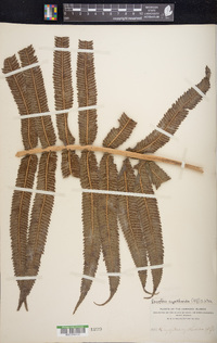 Christella cyatheoides image