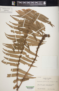 Dryopteris cycadina image