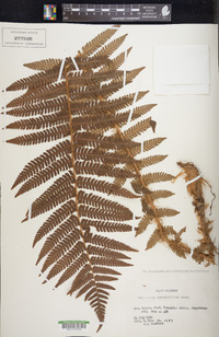 Dryopteris crassirhizoma image