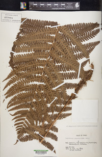 Dryopteris crassirhizoma image