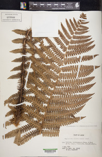 Dryopteris crassirhizoma image