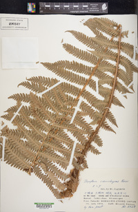 Dryopteris crassirhizoma image