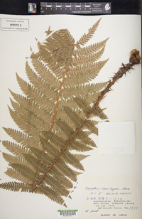 Dryopteris crassirhizoma image