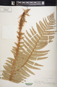 Dryopteris crassirhizoma image