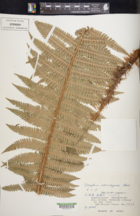 Dryopteris crassirhizoma image