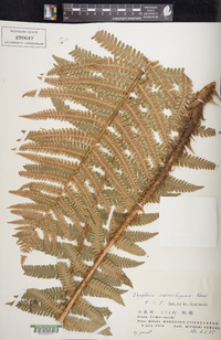 Dryopteris crassirhizoma image