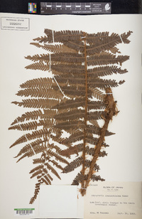 Dryopteris crassirhizoma image