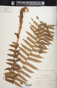 Dryopteris crassirhizoma image