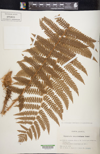 Dryopteris crassirhizoma image