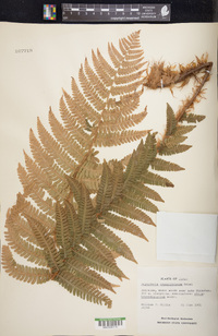 Dryopteris crassirhizoma image