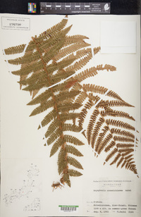 Dryopteris crassirhizoma image