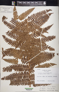 Dryopteris crassirhizoma image