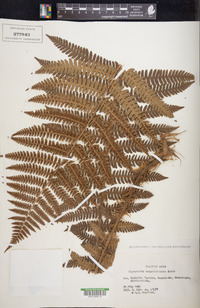 Dryopteris crassirhizoma image