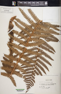 Dryopteris crassirhizoma image