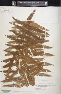 Dryopteris crassirhizoma image