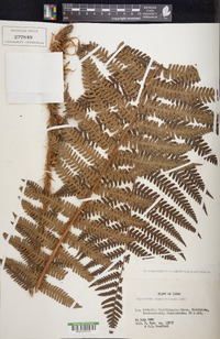 Dryopteris crassirhizoma image