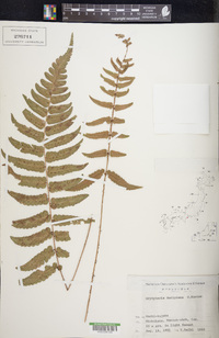 Dryopteris decipiens image