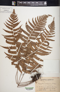 Dryopteris decipiens image