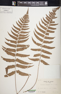 Dryopteris decipiens image