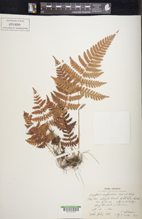 Dryopteris erythrosora image