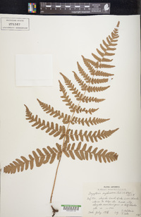 Dryopteris erythrosora image