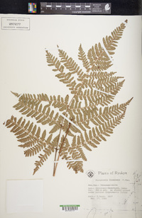 Dryopteris formosana image
