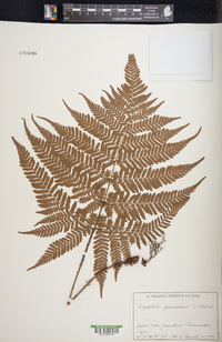Dryopteris formosana image