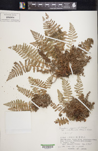 Dryopteris fragrans image