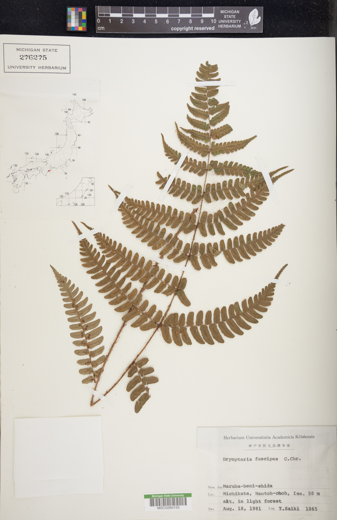 Dryopteris fuscipes image